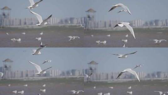 秦皇岛海鸥 海鸟高清在线视频素材下载