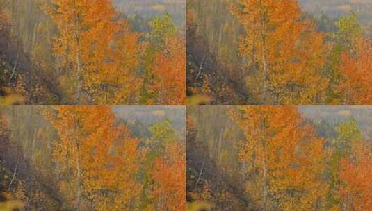深秋 山谷景色  金黄色桦树林 山水画感 4k高清在线视频素材下载