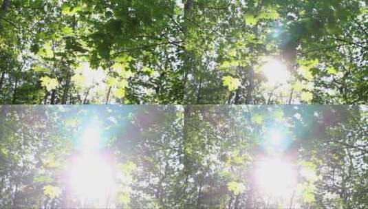 透过树叶缝隙的阳光高清在线视频素材下载