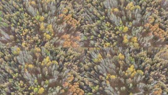 航拍大兴安岭秋季多彩森林风光高清在线视频素材下载