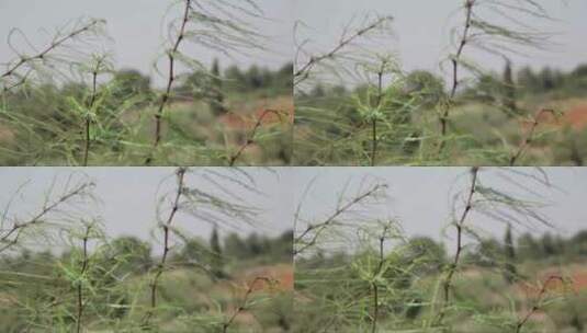 风中的灌木高清在线视频素材下载