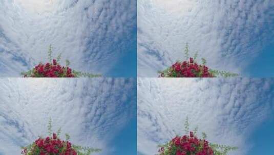 蓝天白云下的蔷薇花延时摄影高清在线视频素材下载