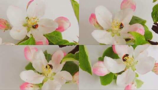 樱花上的瓢虫在白色背景上旋转高清在线视频素材下载