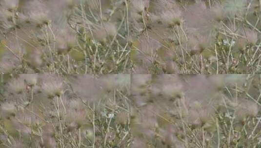 风中沙漠植物的种子高清在线视频素材下载