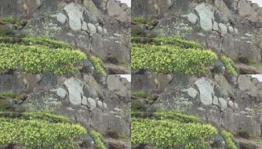 岩石上雕刻的佛像特写高清在线视频素材下载