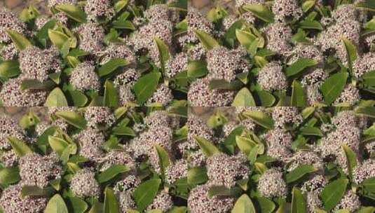 花卉上的苍蝇高清在线视频素材下载