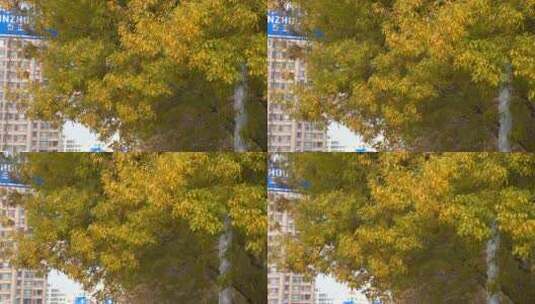 深秋时节的金黄树叶高清在线视频素材下载