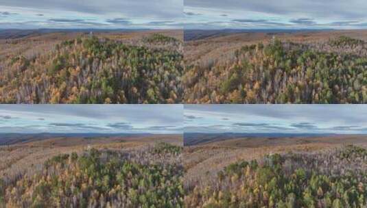 航拍晚秋的北方原始森林高清在线视频素材下载