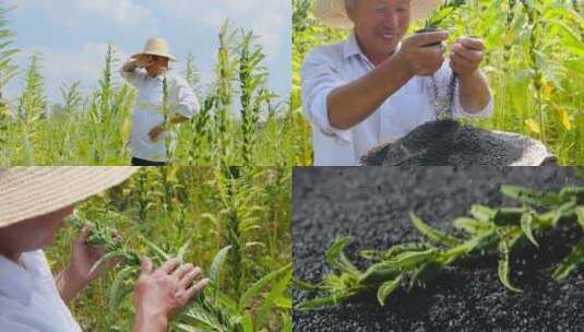 芝麻种植高清在线视频素材下载