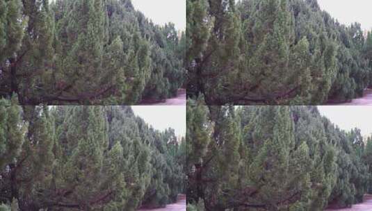 阴天松树剪影树林高清在线视频素材下载
