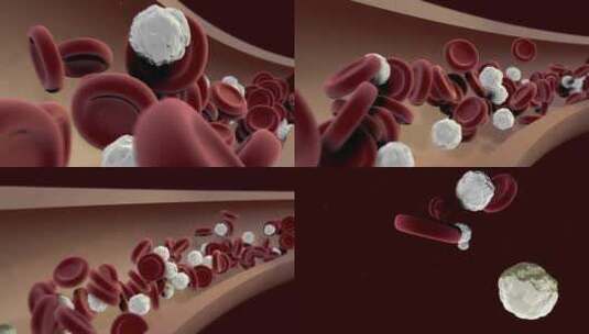 血管红细胞白细胞3D演示动画高清在线视频素材下载