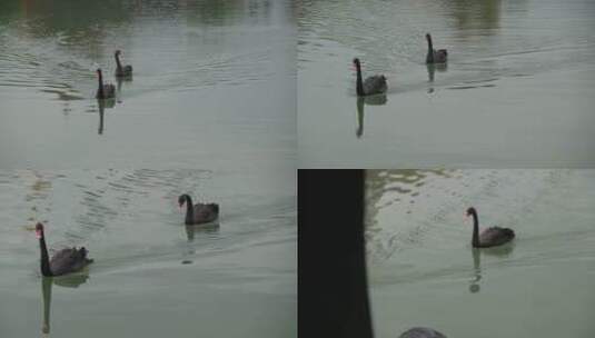 在扬州瘦西湖休闲游来游去的黑天鹅高清在线视频素材下载