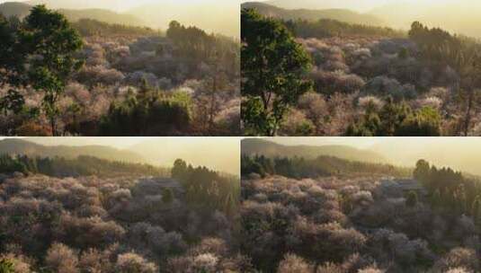 夕阳下的梅花园高清在线视频素材下载