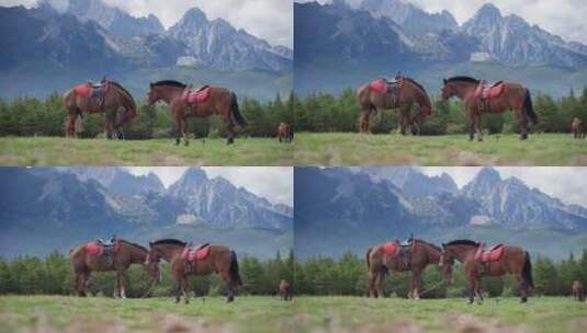 玉龙雪山脚草地上的马儿高清在线视频素材下载