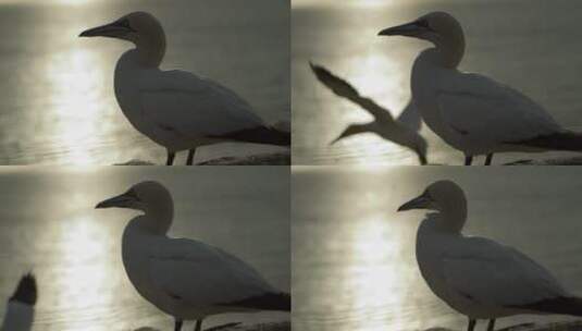 夕阳下的塘鹅高清在线视频素材下载