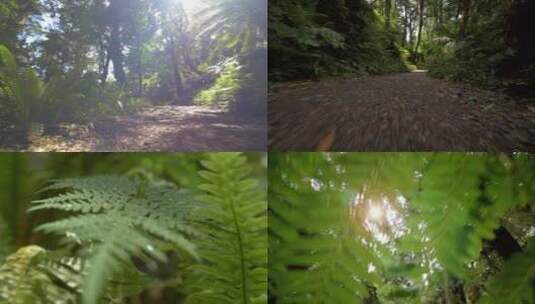 森林空气大自然自然树叶树林阳光高清在线视频素材下载