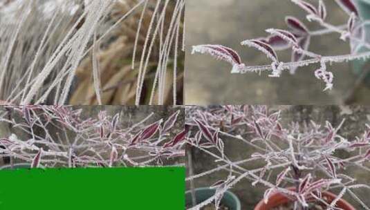 冬天下霜的植物视频合集高清在线视频素材下载