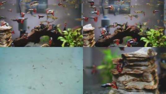 孔雀鱼 养鱼高清在线视频素材下载
