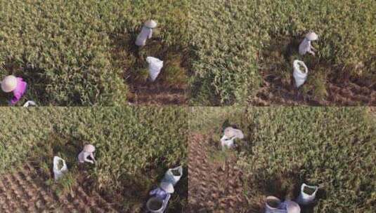 农忙正在水稻收割的农民高清在线视频素材下载