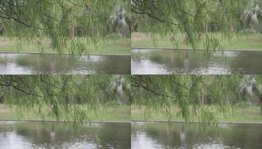湖畔柳树高清在线视频素材下载