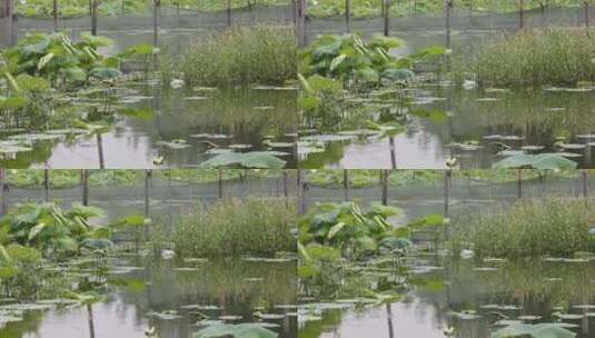 河边的植物益母草蛇床菰河塘乡间湖边岸边高清在线视频素材下载
