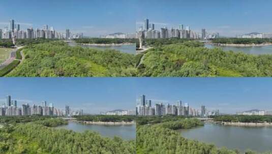 4K深圳南山区深圳湾公园航拍高清在线视频素材下载