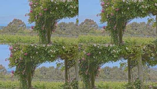 澳大利亚墨尔本葡萄园酿酒唯美风景鲜花花架高清在线视频素材下载