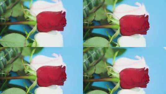 4K唯美情人节新鲜玫瑰花升格实拍高清在线视频素材下载