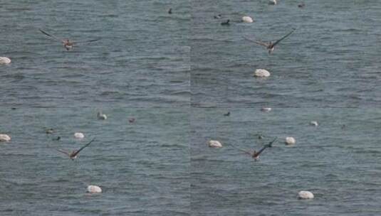 一只大雁在湖面上方飞行慢镜头高清在线视频素材下载