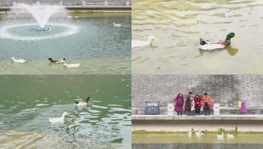 西安护城河鸭子戏水高清在线视频素材下载