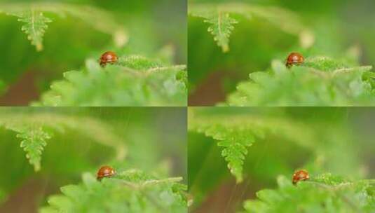 瓢虫 雨过天晴 阳光 蕨叶 21高清在线视频素材下载