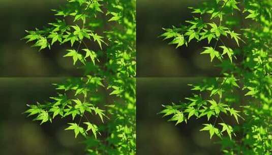 微风吹动阳光下的绿色枫树叶高清在线视频素材下载