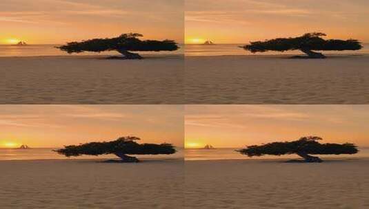 海边沙滩上的树高清在线视频素材下载