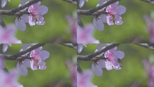微距桃花蜜蜂高清在线视频素材下载