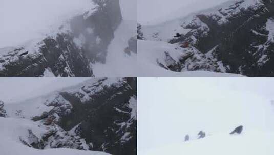 寒冬大雪乌鸦黑鸟群山风雪中飞行高清在线视频素材下载