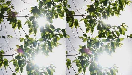 阳光树叶树叶阳光高清在线视频素材下载