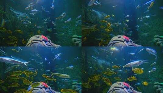 海洋馆水族馆海底世界鱼群高清在线视频素材下载