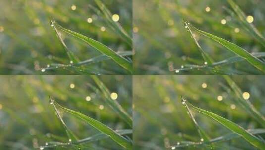 4K清晨小草上的露珠唯美空镜意境实拍视频高清在线视频素材下载
