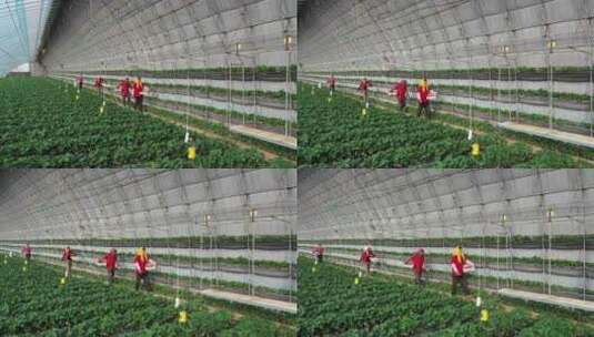 航拍辽宁丹东大棚果农采摘草莓高清在线视频素材下载