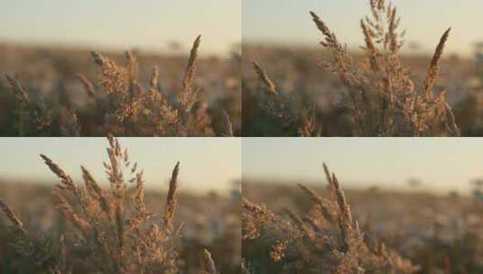风中日落的草叶高清在线视频素材下载