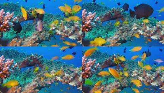 美丽的水下彩色热带鱼类高清在线视频素材下载