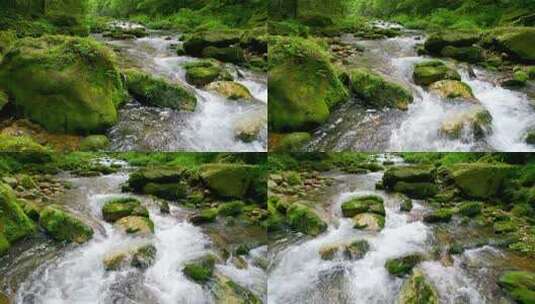 森林小溪-森林小河-小河流水自然生态高清在线视频素材下载