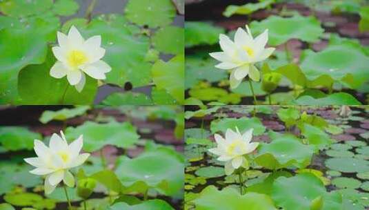 唯美画面鲜花荷花白莲花高清在线视频素材下载