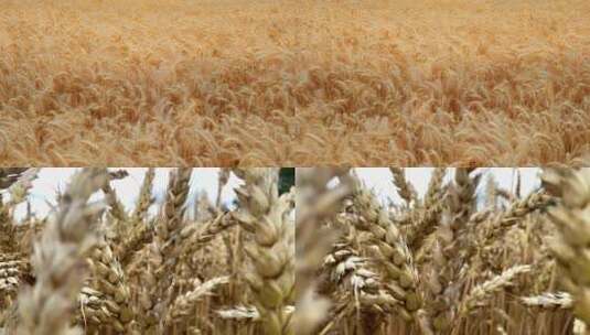 麦田小麦面粉农业农田麦穗麦子小满高清在线视频素材下载