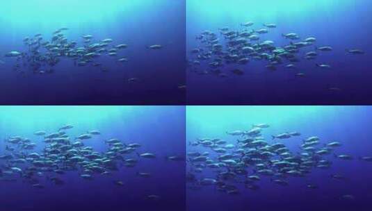 海底海水中一群鱼游过高清在线视频素材下载