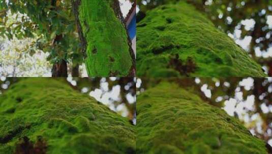 大树苔癣 古树青苔 树枝青苔 岁月印记高清在线视频素材下载