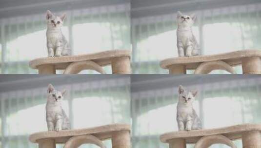 小猫在猫塔上玩耍高清在线视频素材下载