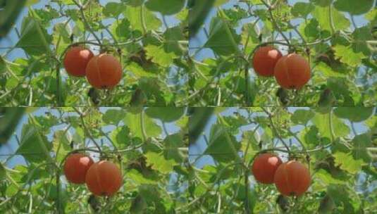 蔬菜大棚南瓜丰收高清在线视频素材下载