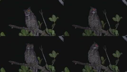 黑夜中的红眼睛野生猫头鹰高清在线视频素材下载