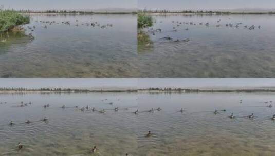 4k航拍黑河湿地水鸟高清在线视频素材下载
